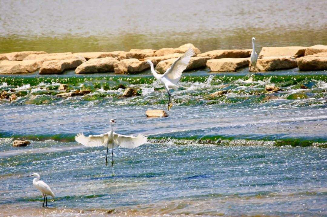 深圳:美丽河湖串起高质量发展新篇章(图1)