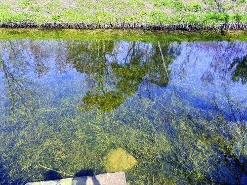 青年报丨水草摇曳鱼游浅底上海水体更清了 生态整治产业融合居民生活更好了(图2)