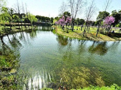 青年报丨水草摇曳鱼游浅底上海水体更清了 生态整治产业融合居民生活更好了(图1)