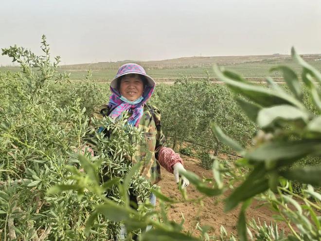 生态之河：守护黄河生态底色(图11)
