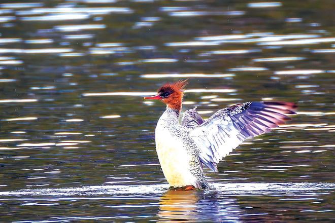 大美北京北运河管理处锚定三大关键点 持续创新实施精细化水务治理(图1)