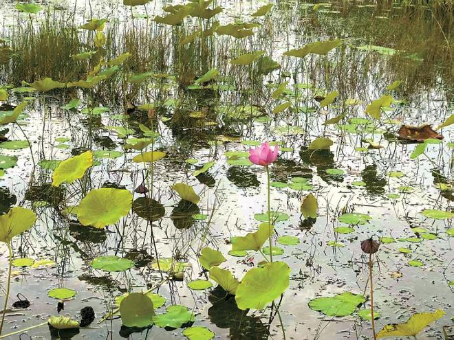 大美北京北运河管理处锚定三大关键点 持续创新实施精细化水务治理(图2)