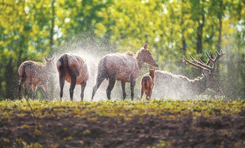 習近平與美麗中國建設（13）：努力建設人與自然和諧共生的美麗中國(图6)