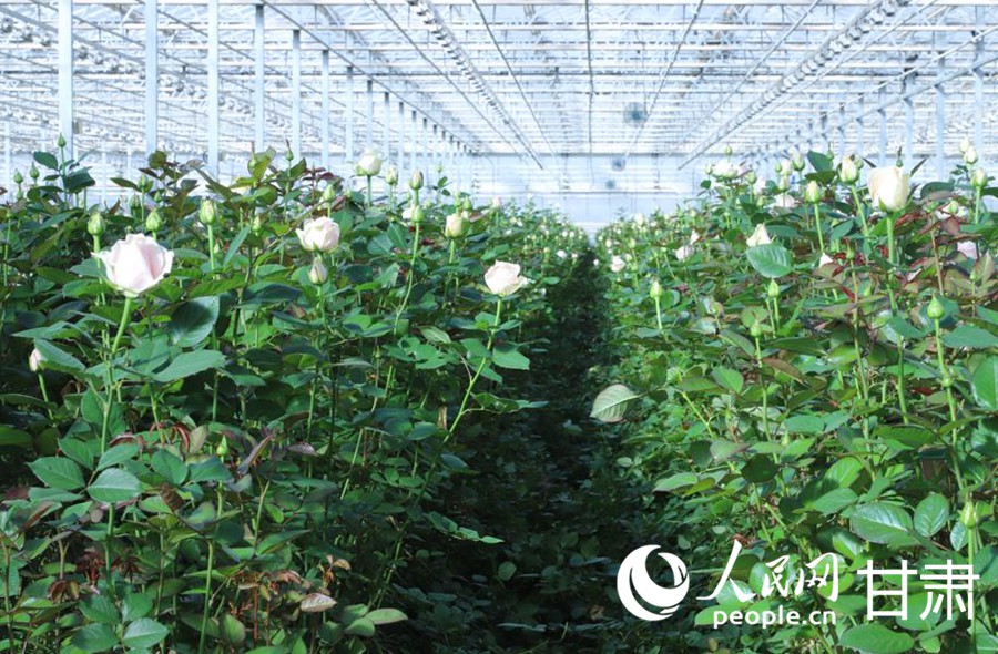 丝路IP 机遇中国产业兴、生态美 秦王川上动能澎湃(图3)