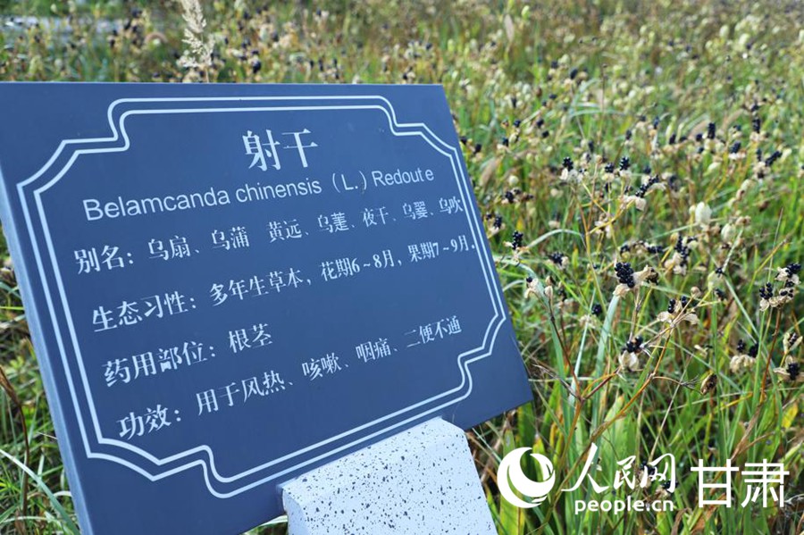 丝路IP 机遇中国产业兴、生态美 秦王川上动能澎湃(图1)