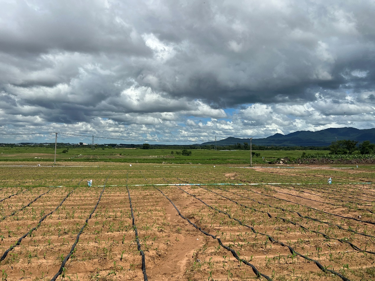 54萬畝農田灌溉實現節水增效良性循環 東方市農業水價綜合改革落地見效(图1)