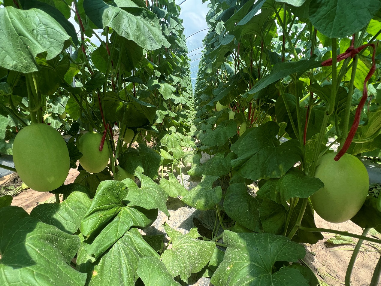 54萬畝農田灌溉實現節水增效良性循環 東方市農業水價綜合改革落地見效(图2)