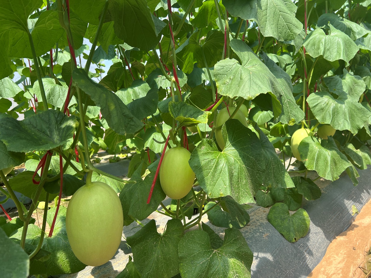 54萬畝農田灌溉實現節水增效良性循環 東方市農業水價綜合改革落地見效(图4)