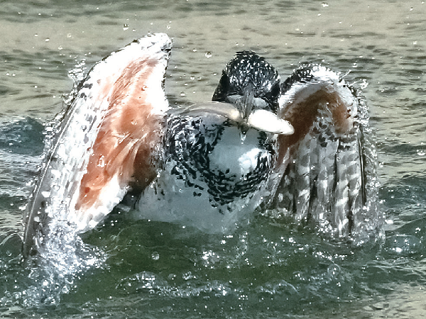 “十四五”看水务 “碧水账”公布：看得见的清澈幸福(图6)