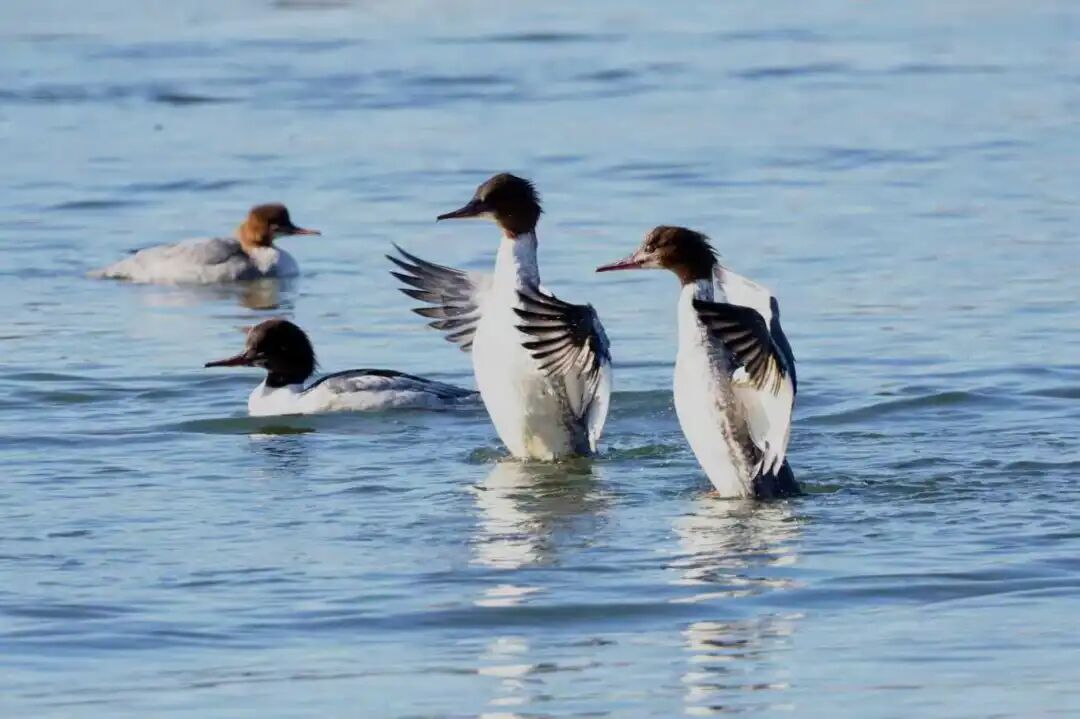“十四五”看水务 “碧水账”公布：看得见的清澈幸福(图7)