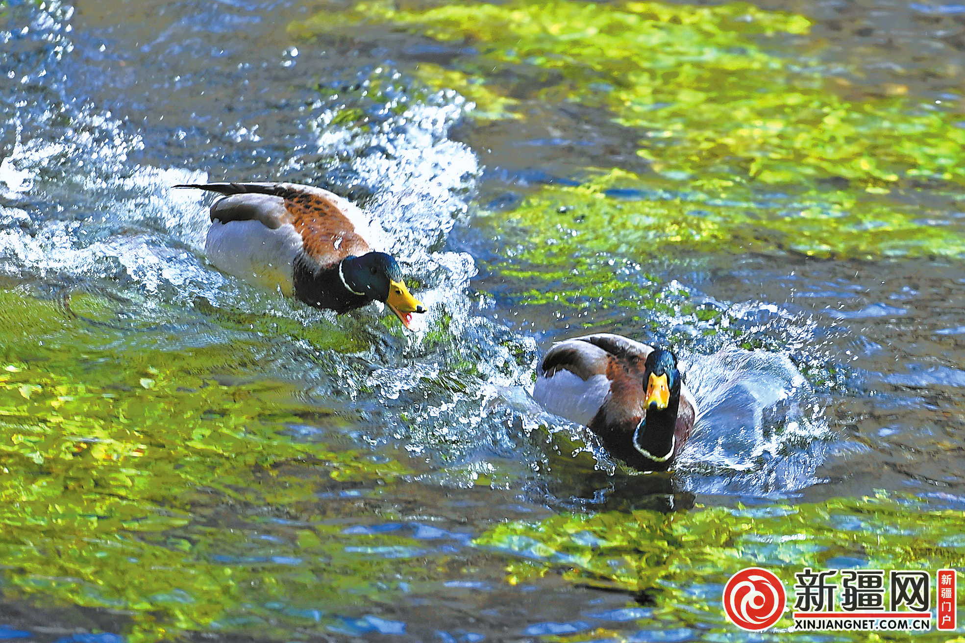 水磨河：乌鲁木齐的城市记忆与滨水新生——这条“生命之河”何以入选国家级“美丽河湖”优秀案例(图2)