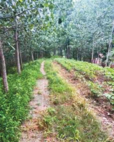 寻迹归仁堤（遗产小道·运河上的中国）——辨识洪泽湖北岸的水利遗迹和景观(图3)