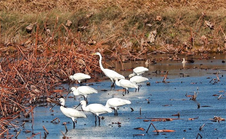我们的幸福河——人民治黄80周年联动报道(图12)