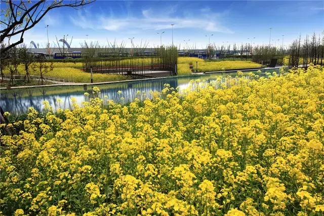 城市水系海绵建设重点突出对城镇径流污染的治理与河湖水质和生态功能的提升建设治理的对象包括排入水体的城镇径流污染、河湖生境和滨岸绿化带等。