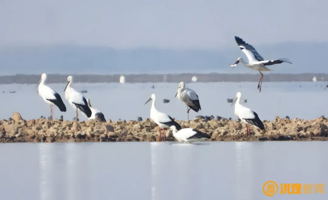 南昌让“国际湿地城市”名片更加闪亮(图5)