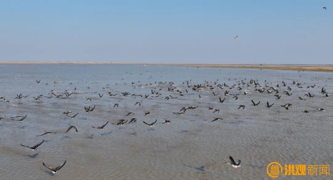 南昌让“国际湿地城市”名片更加闪亮(图6)