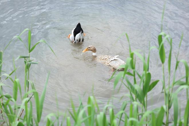 一河碧水润锦心城水相依向未来(图4)