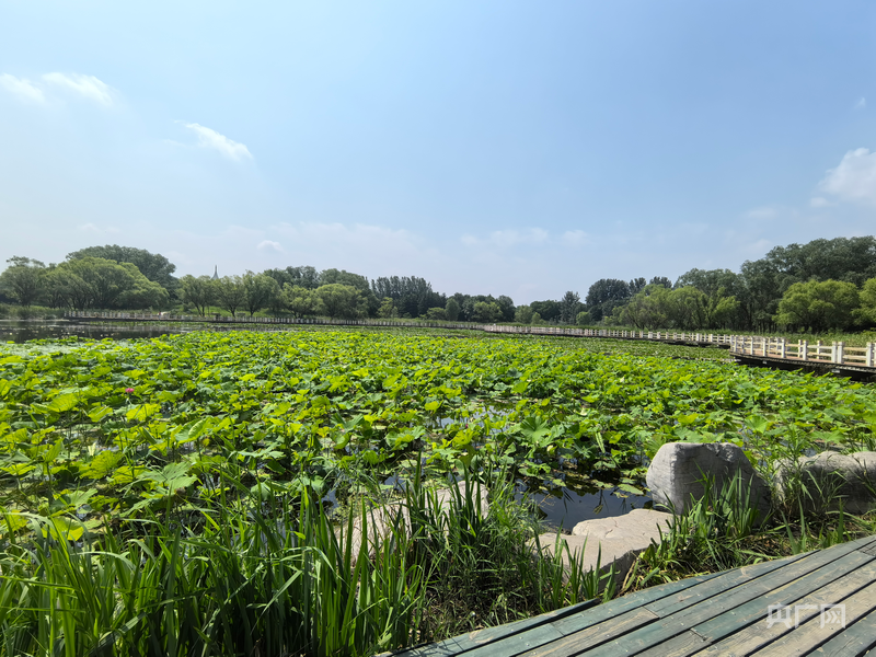 美丽中国行｜潍水畔铺青绿乡野山间绘就宜居新景(图5)